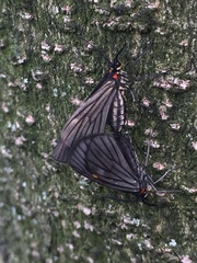 Sangalopsis microleuca