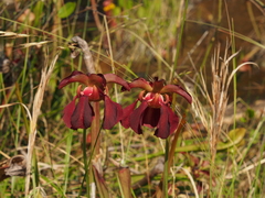 Sarracenia jonesii