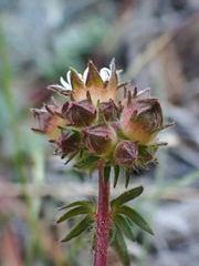 Horkelia tridentata