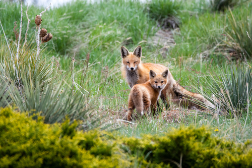 Red Fox photographed in Colorado
