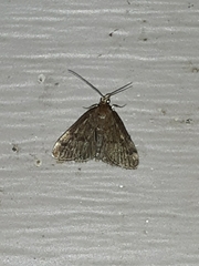 Loxostegopsis merrickalis