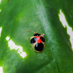 Spilophora aequatoriensis
