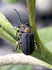 Tricholochmaea punctipennis