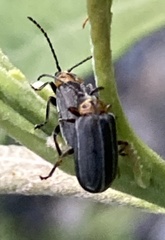 Tricholochmaea punctipennis