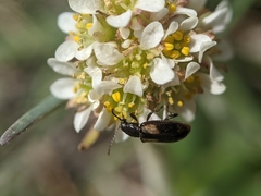 Micranthes rhomboidea