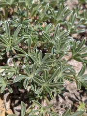 Lupinus lapidicola