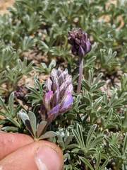 Lupinus lapidicola