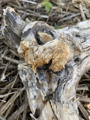 Fusicolla merismoides