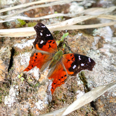 Hypanartia cinderella