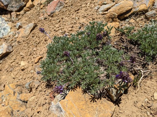 Mt. Eddy lupine (Lupinus lapidicola)