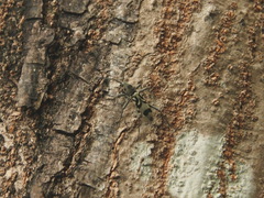 Chlorophorus macaumensis