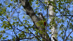 Dendrocopos major