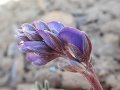 Lupinus lapidicola