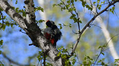 Dendrocopos major