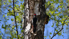 Dendrocopos major