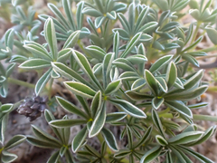 Lupinus lapidicola