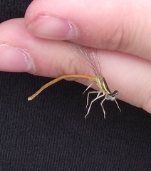 Platycnemis acutipennis