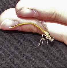 Platycnemis acutipennis