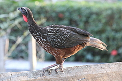 Penelope ochrogaster