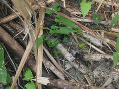 Epicauta mannerheimi