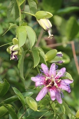 Passiflora cincinnata