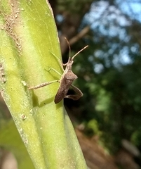 Leptoglossus concaviusculus