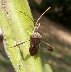 Leptoglossus concaviusculus