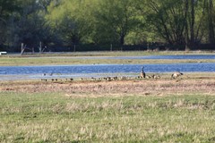 Branta canadensis moffitti