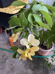 Senna nitida