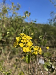 Stigmaphyllon emarginatum