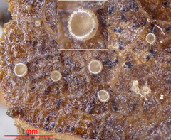 Fuscolachnum misellum