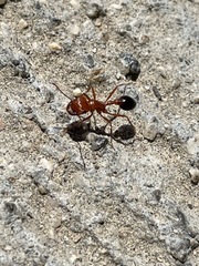 Hymenoptera