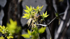 Acer negundo