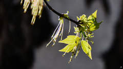 Acer negundo