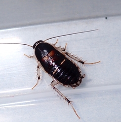 Lobopterella dimidiatipes