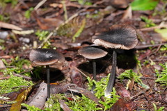 Entoloma transmutans