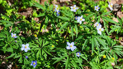 Anemonoides caerulea