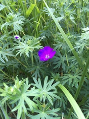 Geranium oreganum
