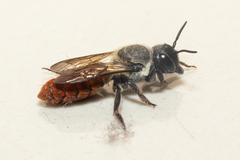 Callomegachile