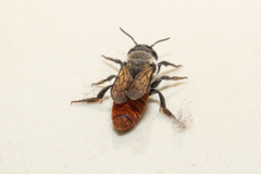 Callomegachile