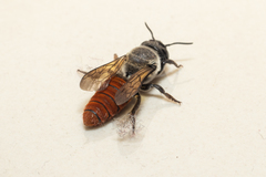 Callomegachile