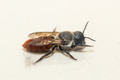 Callomegachile