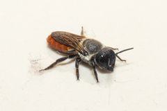 Callomegachile