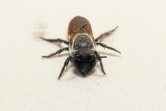 Callomegachile