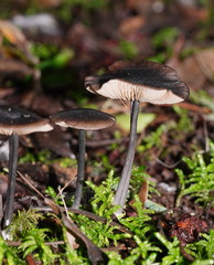 Entoloma transmutans