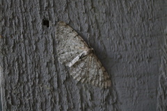 Aethalura intertexta