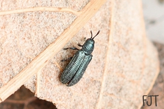 Anisostena cyanea