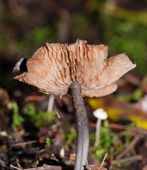 Entoloma transmutans
