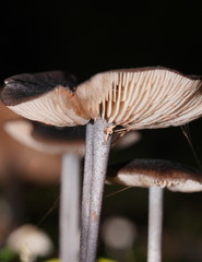Entoloma transmutans