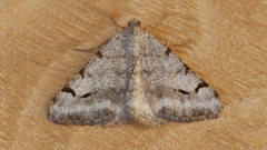 Digrammia denticulata